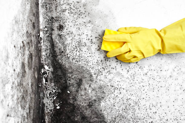 Best Home Mold Removal  in Holton, KS