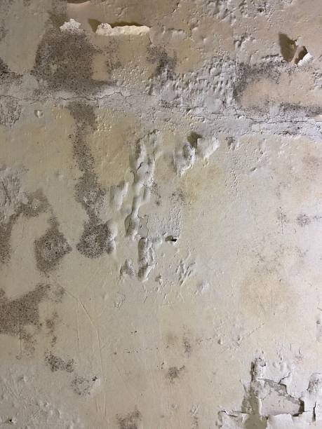 Professional Mold Removal in Holton, KS