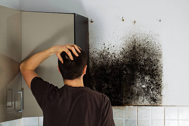 Best Affordable Mold Removal  in Holton, KS