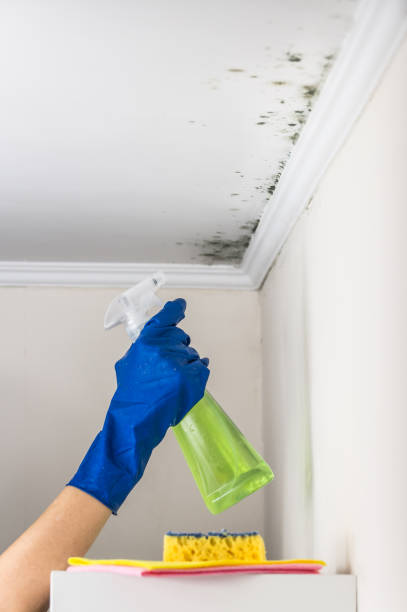 Best Local Mold Removal Service  in Holton, KS
